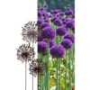 Allium Ø 30 Cm - Decoroest