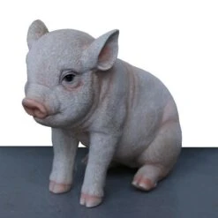 Jong Varkentje Zittend