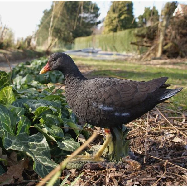 Waterhoen Tuinbeeld - Afbeelding 2